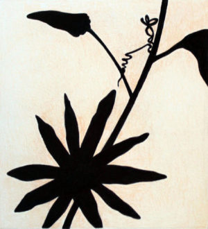 Passion Flower P. Adularia