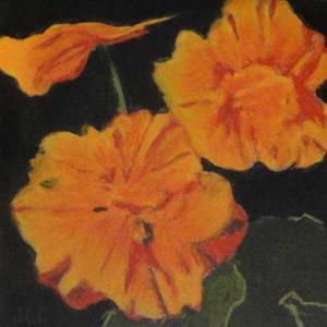 Nasturtiums