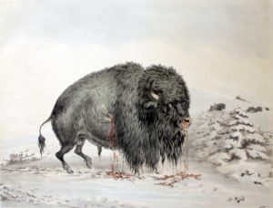 Wounded Buffalo Bull
