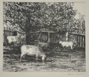 The Sheep Yard