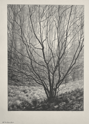 The Spice Bush (Copy 1)