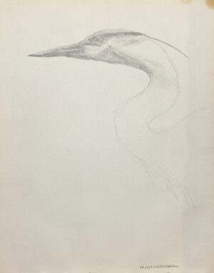 Blue Heron Study