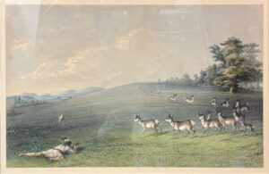 Antelope Shooting