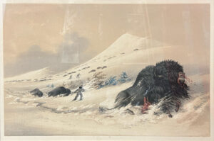 Buffalo Hunt, Dying Bull in a Snow-Drift