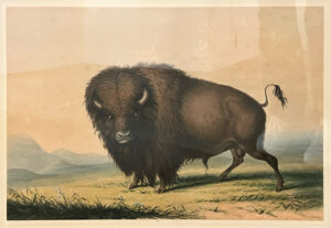 Buffalo Bull Grazing